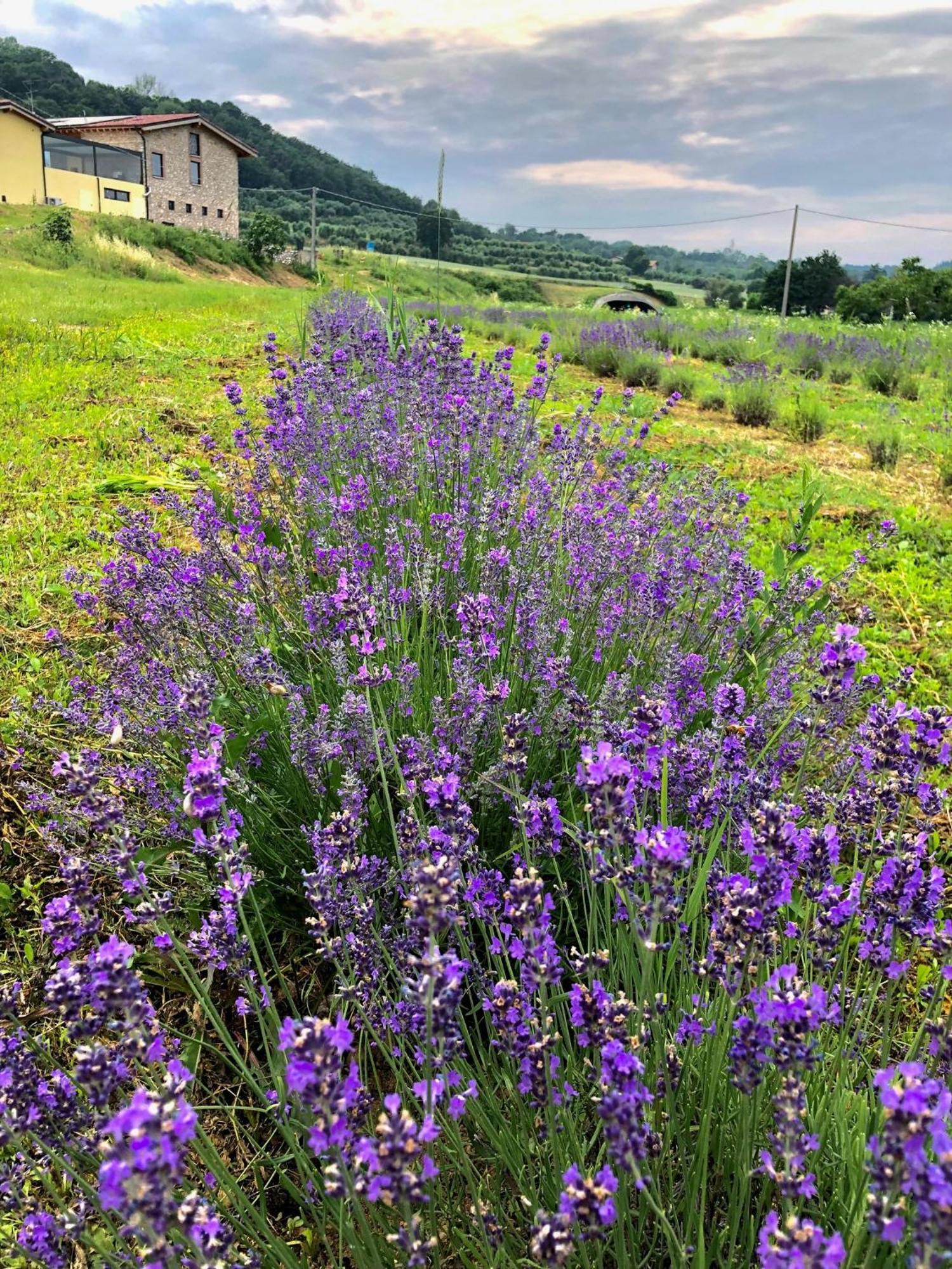 Agriturismo Al Mancino Лонато Экстерьер фото