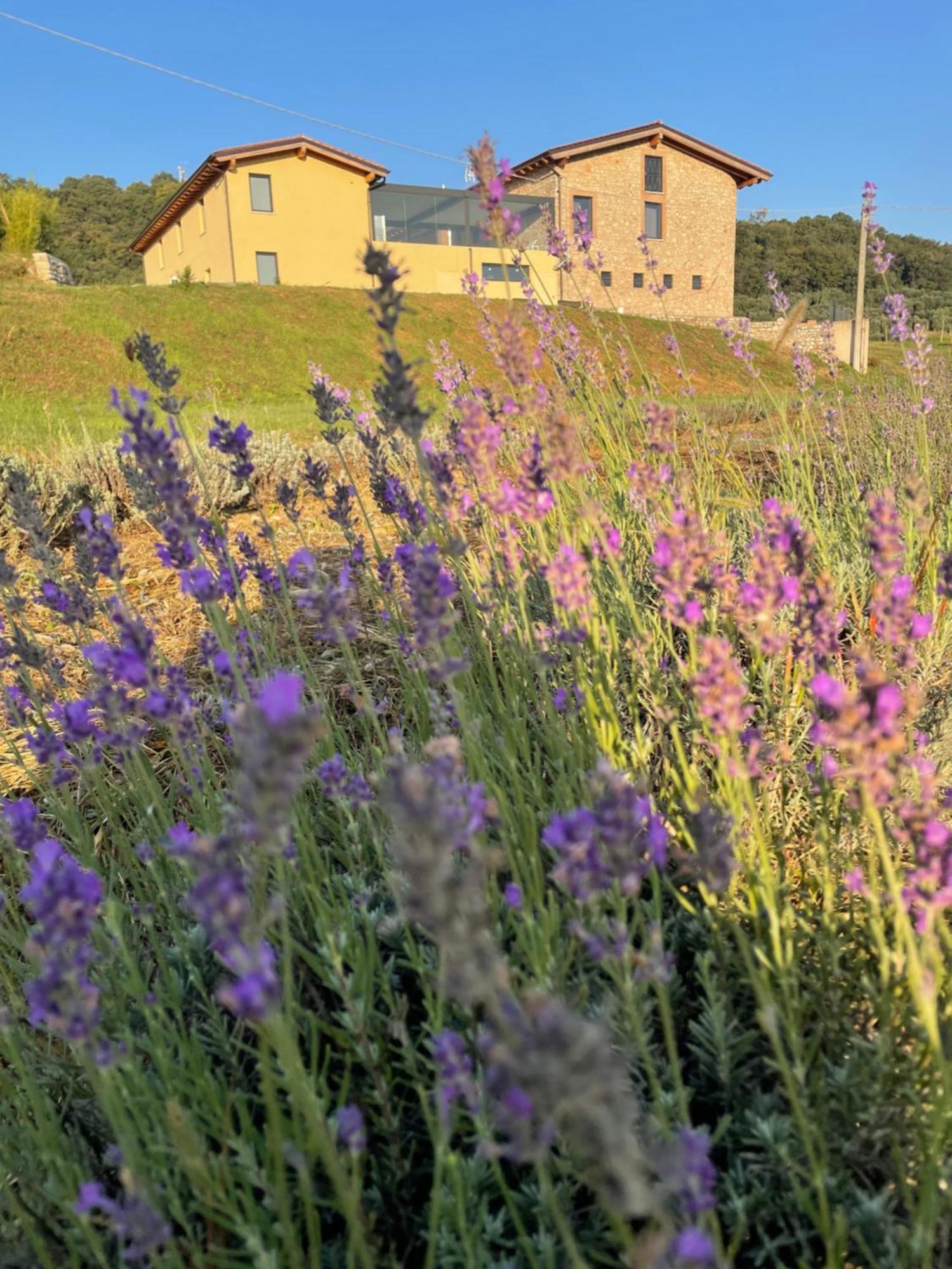 Agriturismo Al Mancino Лонато Экстерьер фото